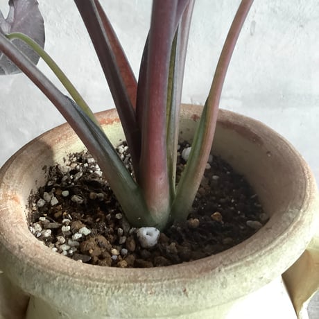 Alocasia Antoro Velvet with Tunisia pot(アロカシア・アントロヴェルヴェット/チュニジアポット付き)