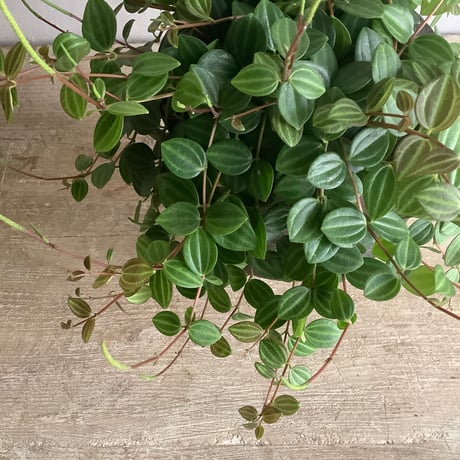 Peperomia ？？？with "Black" Legs wood pot ( ペペロミア？？？ ブラック脚付ウッドポットつき）