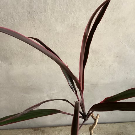 Cordyline terminalis mini with Moonstone pot(ムーンストーンポット入りコルジリネ・ターミナリス)