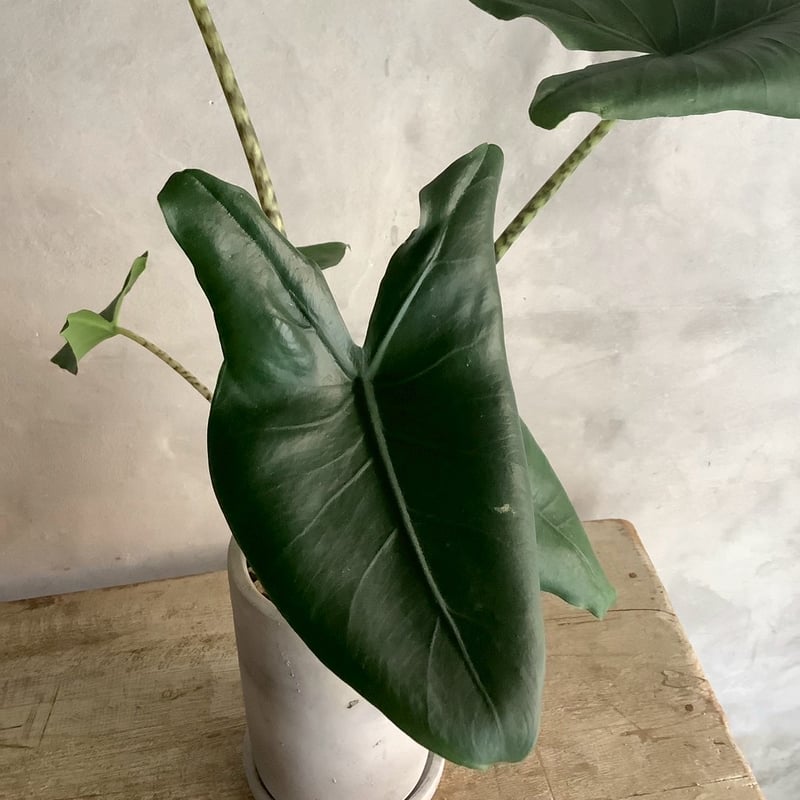 Alocasia Zebrina with chimney pot (アロカシア・セブリナ/