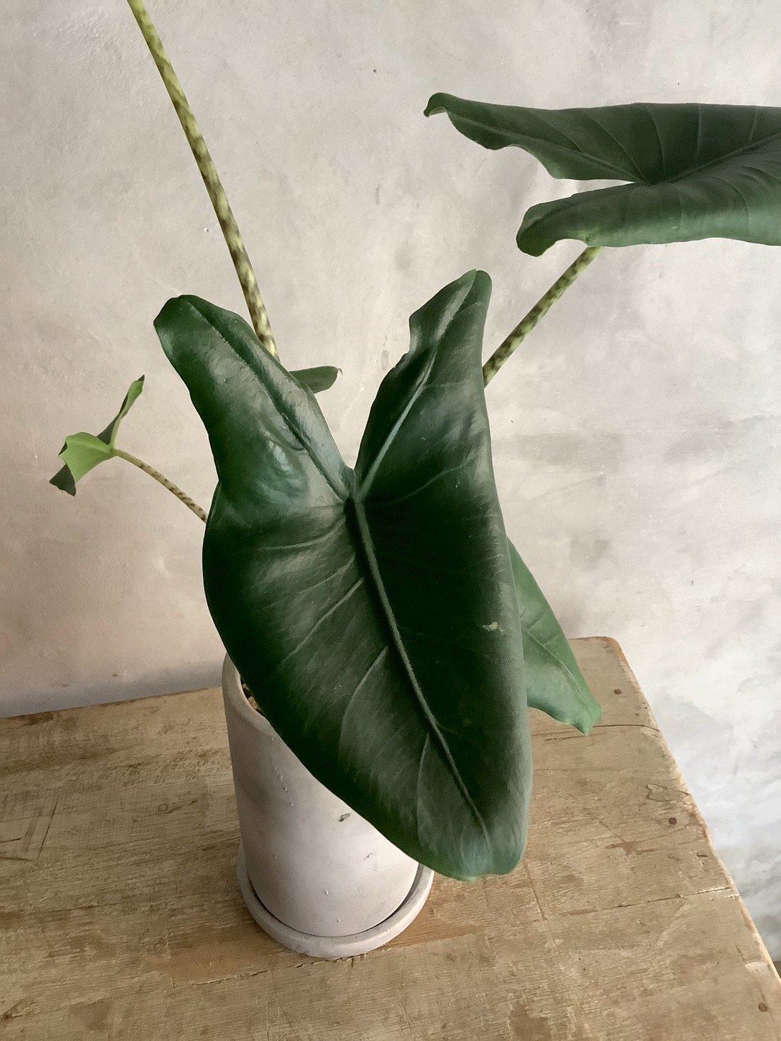 Alocasia Zebrina with chimney pot (アロカシア・セブリナ/