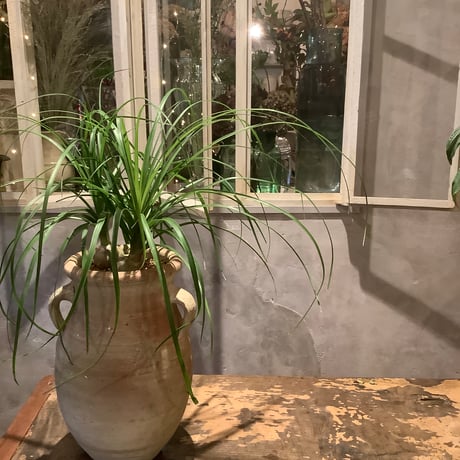 Ponytail palm with Tunisia pot type1(ポニーテールパーム"ノリナ・トックリラン"/チュニジアポット付き”タイプ1”)