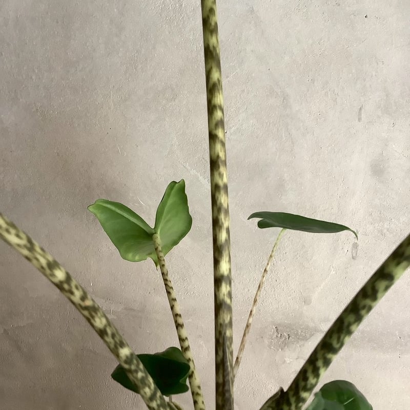 Alocasia Zebrina with chimney pot (アロカシア・セブリナ/