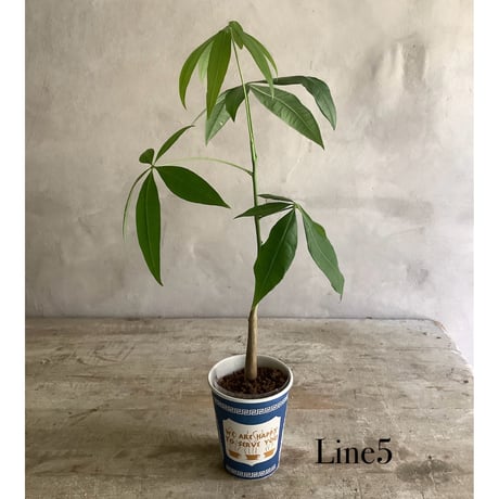 Baby skinny pachira in NYC Coffee cup ”4・5・6 lines” (NYCコーヒーカップシリーズ ベビースキニーパキラ) 3タイプ