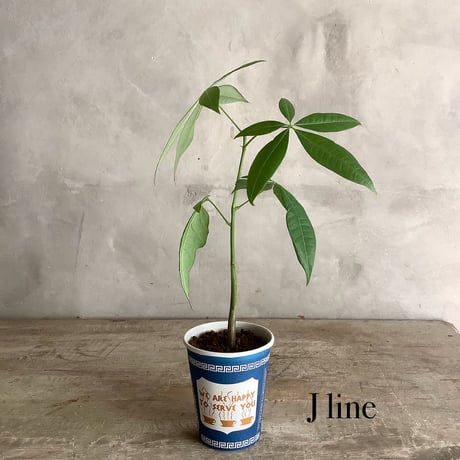 Baby skinny pachira in NYC Coffee cup ”J・M・Z line” (NYCコーヒーカップシリーズ ベビースキニーパキラ)３ライン