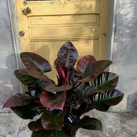 Philodendron Black cardinal spread type2(フィロデンドロン ブラックカーディナル  スプレッドタイプ2 )