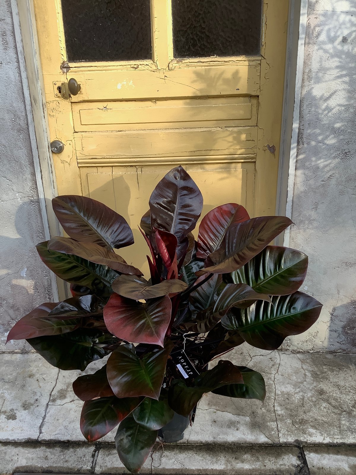 fit=scale-down,w=1200