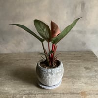 Philodendron Pinkbirkin in moon stone pot (ムーンストーンポット入りフィロデンドロン ピンクバーキン )
