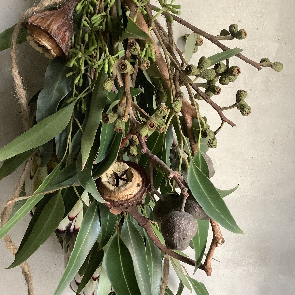 Protea Niobe & Eucalyptus Swag (プロテア・ニオべとユーカリの