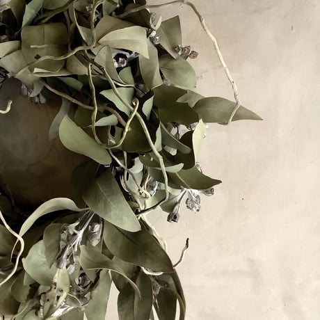 Eucalyptus tetragona Wreath(ユーカリ・テトラゴナのリース)