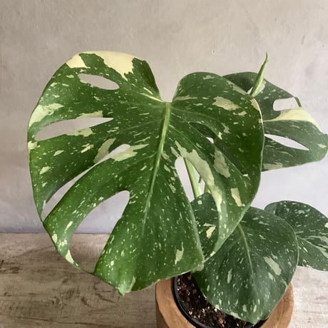 Monstera variegata with Acacia wood Planter cover (モンステラ・バリエガータ/アカシア木製 鉢カバー付き)