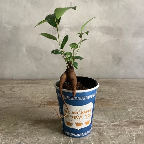 Mini ficus microcapa in NYC Coffee cup ”N・R・W line” (NYCコーヒーカップシリーズ がじゅまるの木)３ライン