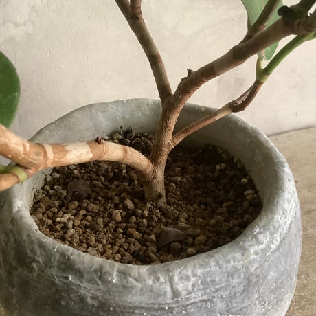 2024 Sea grape in moon pot (ムーンストーンポット付きシーグレープ )