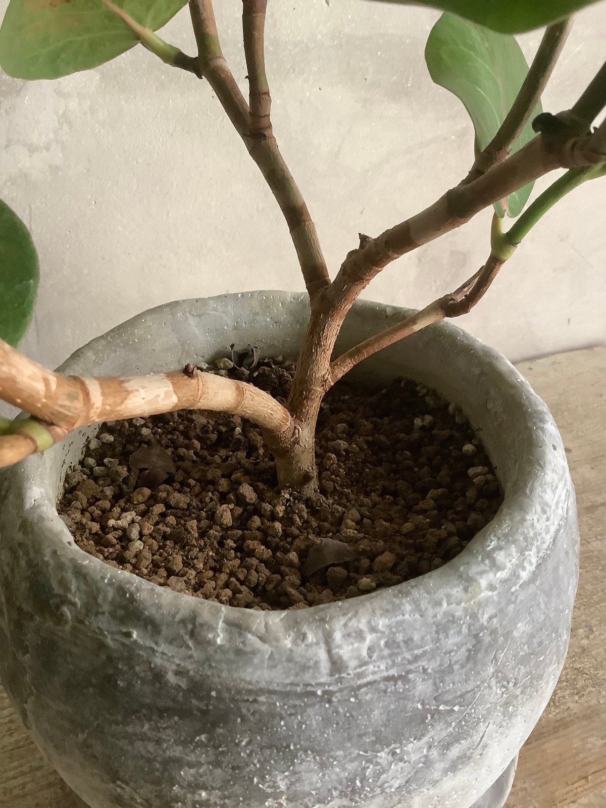 2024 Sea grape in moon pot (ムーンストーンポット付きシー