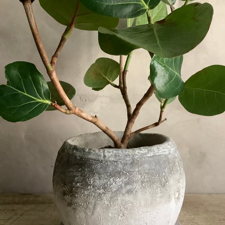 2024 Sea grape in moon pot (ムーンストーンポット付きシーグレープ )