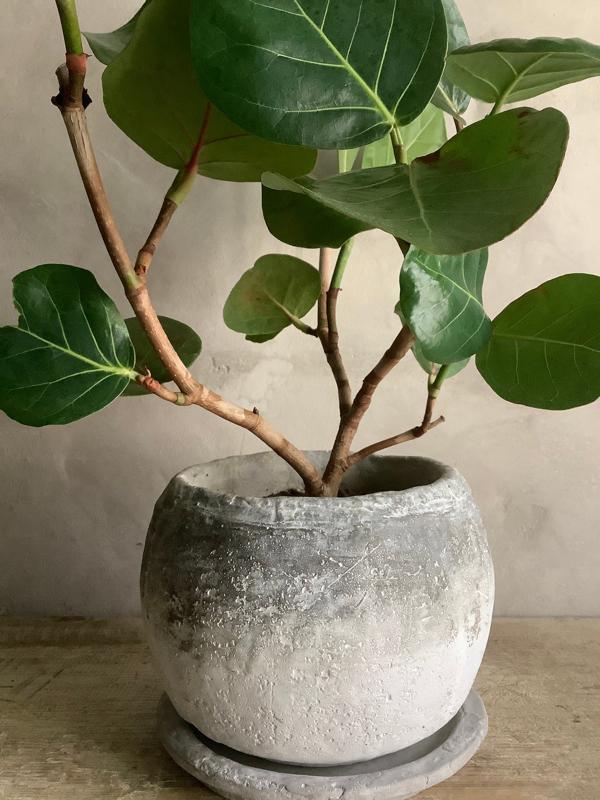 2024 Sea grape in moon pot (ムーンストーンポット付きシーグレープ