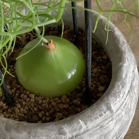 Climbing onion in moon stone pot (ムーンストーンポット入りクライミングオニオン"蒼角殿" )