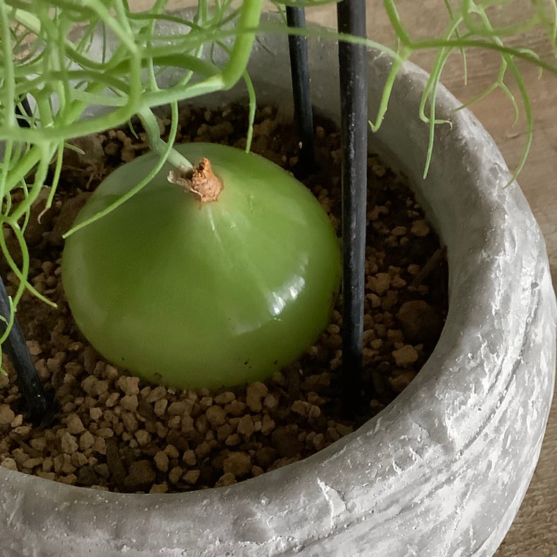 Climbing onion in moon stone pot (ムーンストーンポット入りク