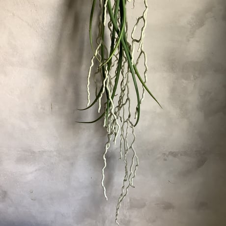 Saidenfadenia mitrata B ”Curly roots"(サイデンファニア・ミトラタ"カーリー")