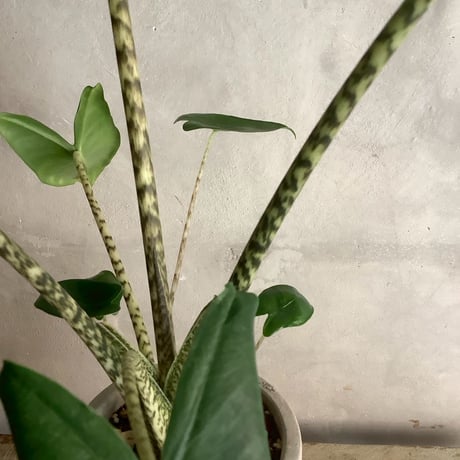 Alocasia Zebrina  with chimney pot (アロカシア・セブリナ/チムニーポット付き)
