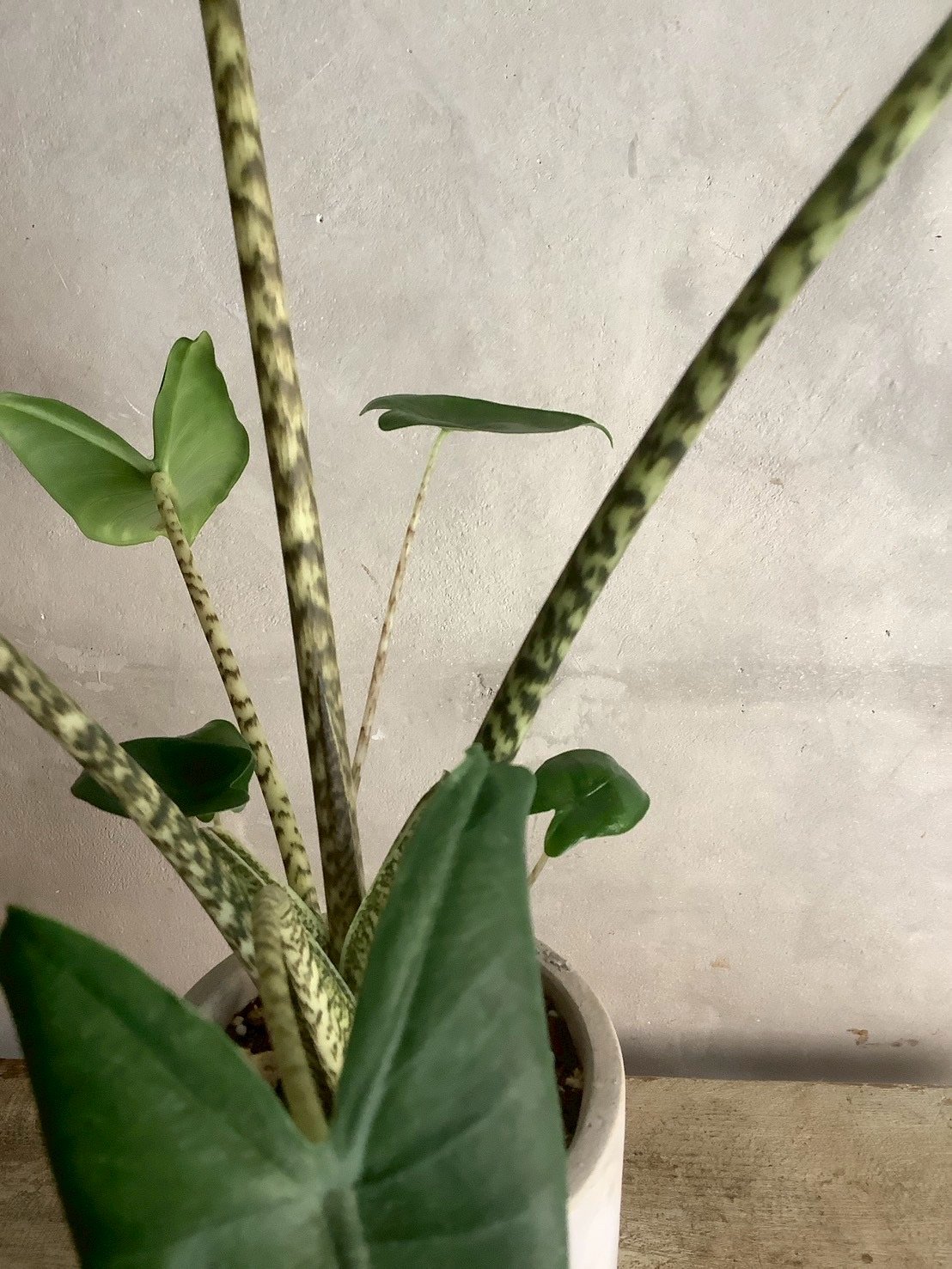 Alocasia Zebrina with chimney pot (アロカシア・セブリナ/