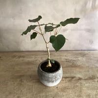 2024 Ficus petiolaris with Moonstone pot (フィカス ペティオラリス )