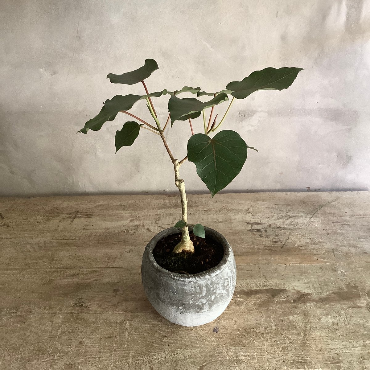 2024 Ficus petiolaris with Moonstone pot (フィカス