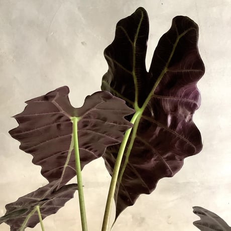 Alocasia "Amazonica"with Wire Basket(ワイアーバスケット付きアロカシア・アマゾニカ)