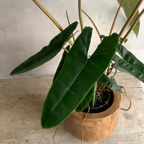 2025 Philodendron Billetae with Acacia wood Planter cover  (フィロデンドロン ビレッタエ/アカシア木製 鉢カバー付き)