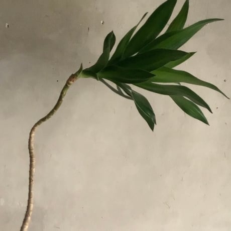 Bigskinny Dracaena Jamicain with Acacia wood Planter cover (ビッグスキニードラセナ・ジャマイカ/アカシア木製 鉢カバー付き)