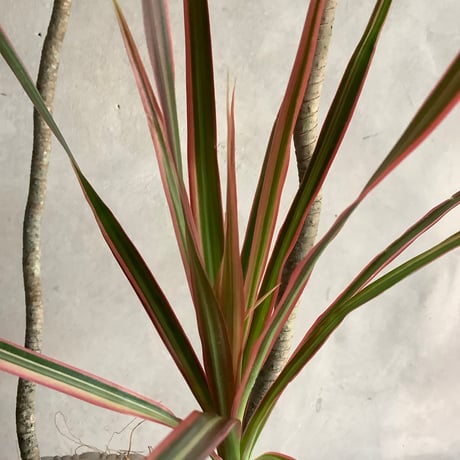 Dracaena marginata "Rainbow"(ドラセナ・マルギナータレインボー)