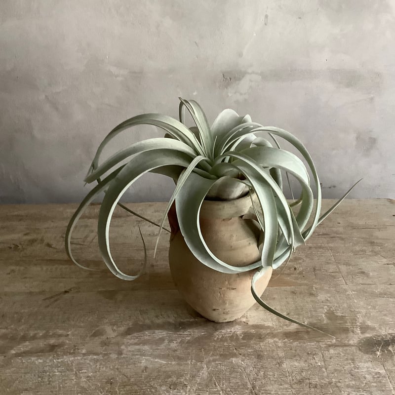 Tillandsia Xerographica with Tunisia pot (チュニジア