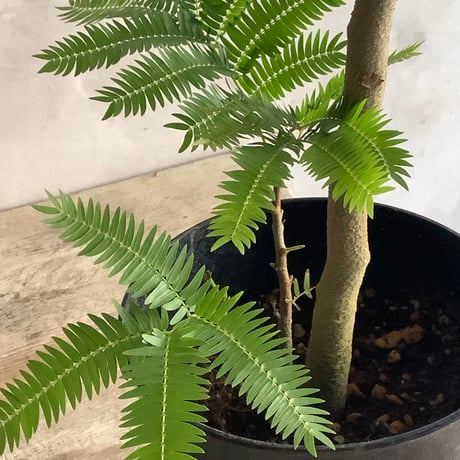 "Everfresh" Pithecellobium midsize ("エバーフレッシュ"ピテケロビウム)