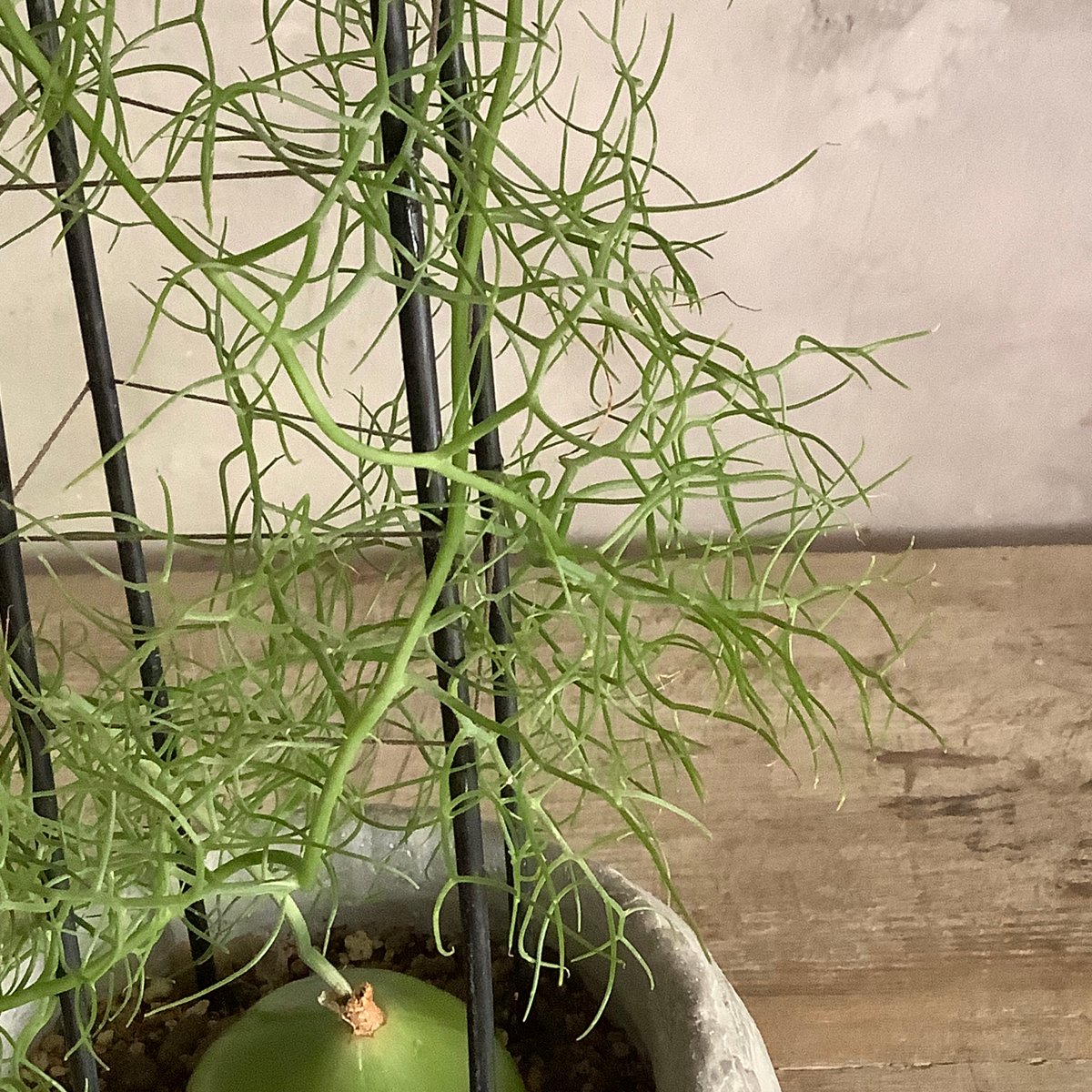 Climbing onion in moon stone pot (ムーンストーンポット入りク