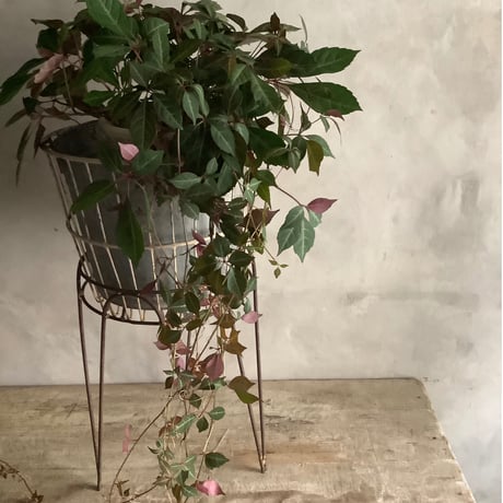 Parthenocissus Henryana（Chinese Virginia Creeper ）ヘンリーヅタ鉢