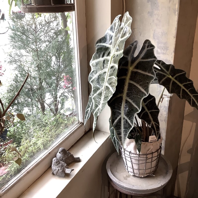 Alocasia 