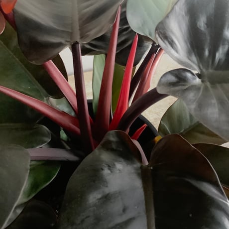 Philodendron Black cardinal ”Medium Size”(フィロデンドロン・ブラックカーディナル/Mサイズ )