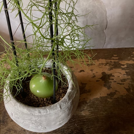 Climbing onion in moon stone pot (ムーンストーンポット入りクライミングオニオン"蒼角殿" )