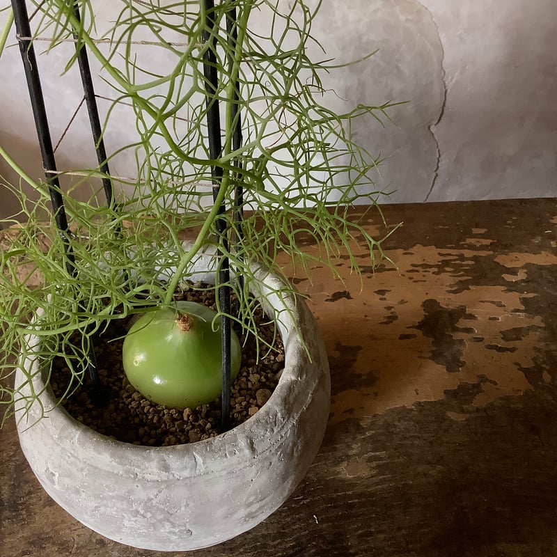 Climbing onion in moon stone pot (ムーンストーンポット入りク