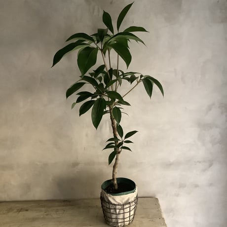 Schefflera pueckleri Tupidanthus (ワイアーバスケット付シェフレラ・ツピタンサス)