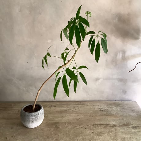 おまとめ⭐︎swag #254 森の香り ネイティブ ドライフラワー スワッグ