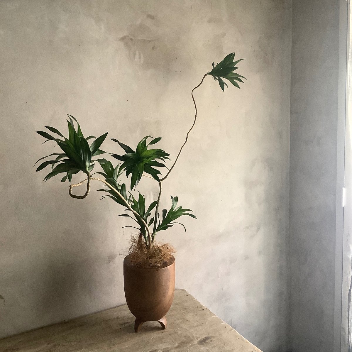ビンカシワ「材木屋」シルクスクリーン 額なし 187/200 シートのみ Bigskinny Dracaena Jamicain with Acacia wood Pl