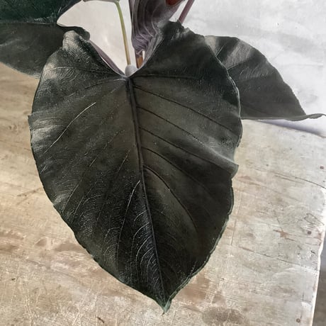 Alocasia Antoro Velvet with with Legs Woodpot (アロカシア・アントロヴェルヴェット/脚付ウッドポットつき)
