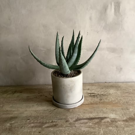 Aloe Lightii in tube stone pot (チューブストーンポット入り アロエ ライツィー)
