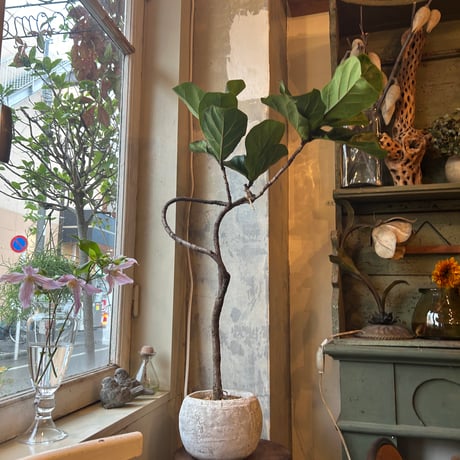 ”Magari" ficus lyrata in moonstone pot (カシワバゴム・バンビーノ"曲がり"ムーンポット付き)