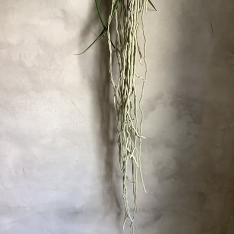 Saidenfadenia mitrata A ”Straight roots"(サイデンファニア・ミトラタ"ストレート")