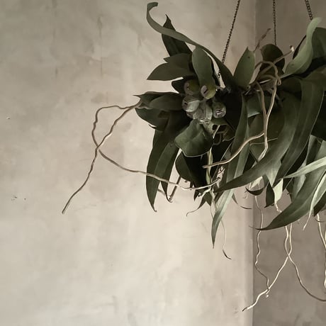 Hanging Dried 3Mixed Eucalyptus Wreath (ユーカリ3種のハンギングリース)