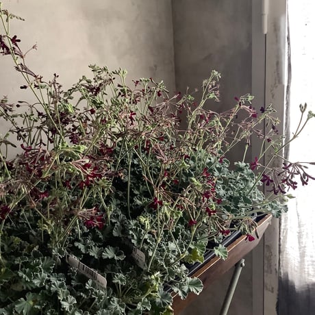 Pelargonium Sidoides (ペラルゴニウム・シドイデス３個セット）
