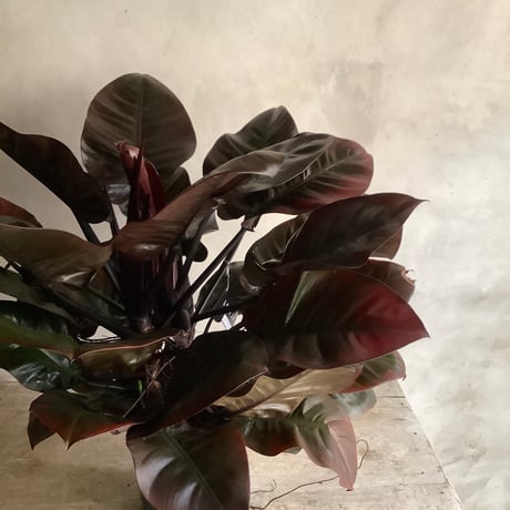 Philodendron Black cardinal spread type2(フィロデンドロン ブラックカーディナル  スプレッドタイプ2 )