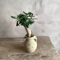 2024 Sea grape in moon pot (ムーンストーンポット付きシーグレープ